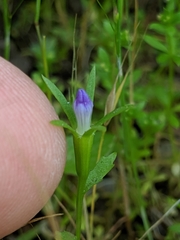 Githopsis specularioides