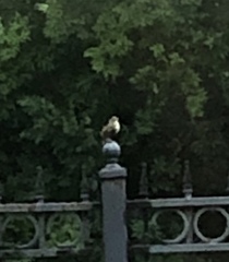 Thryothorus ludovicianus