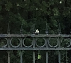 Thryothorus ludovicianus