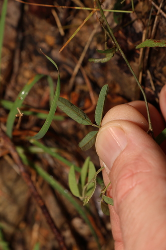 Image of Galactia tenuiflora by (c) Greg Tasney, some rights reserved (CC BY-SA)