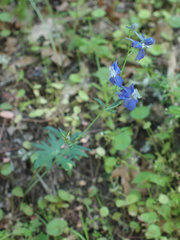 Delphinium bicolor