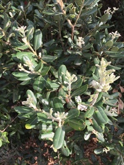 Metrosideros kermadecensis