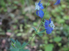 Delphinium bicolor