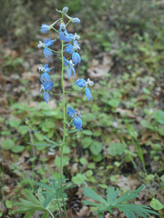 Delphinium bicolor