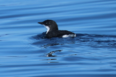 Synthliboramphus scrippsi