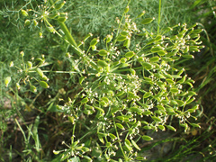 Lomatium klickitatense