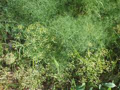 Lomatium klickitatense