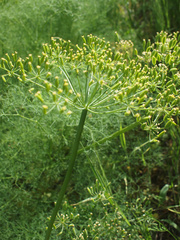 Lomatium klickitatense