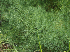 Lomatium klickitatense
