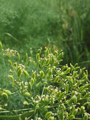 Lomatium klickitatense