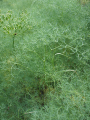 Lomatium klickitatense