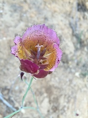 Calochortus weedii intermedius