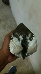 Noetia