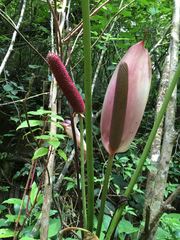 Anthurium formosum