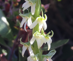 Platanthera yadonii