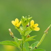 Asian Spiderflower - Photo no rights reserved, uploaded by 葉子