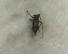 Oreodera bituberculata