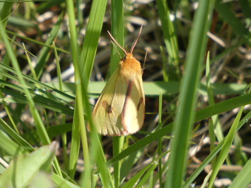 Diacrisia sannio