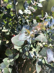 Eucalyptus cinerea