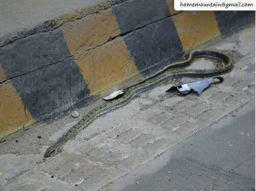 Chinese Beauty Snake