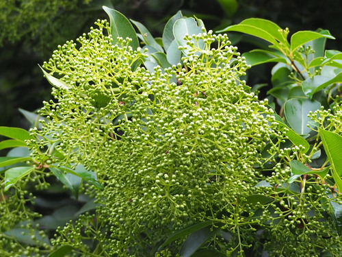 Syzygium formosanum