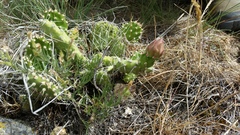 Opuntia × columbiana