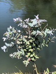 Eucalyptus cinerea