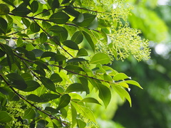 Syzygium formosanum