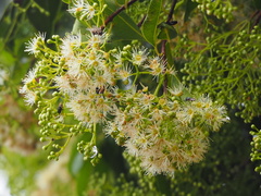 Syzygium formosanum