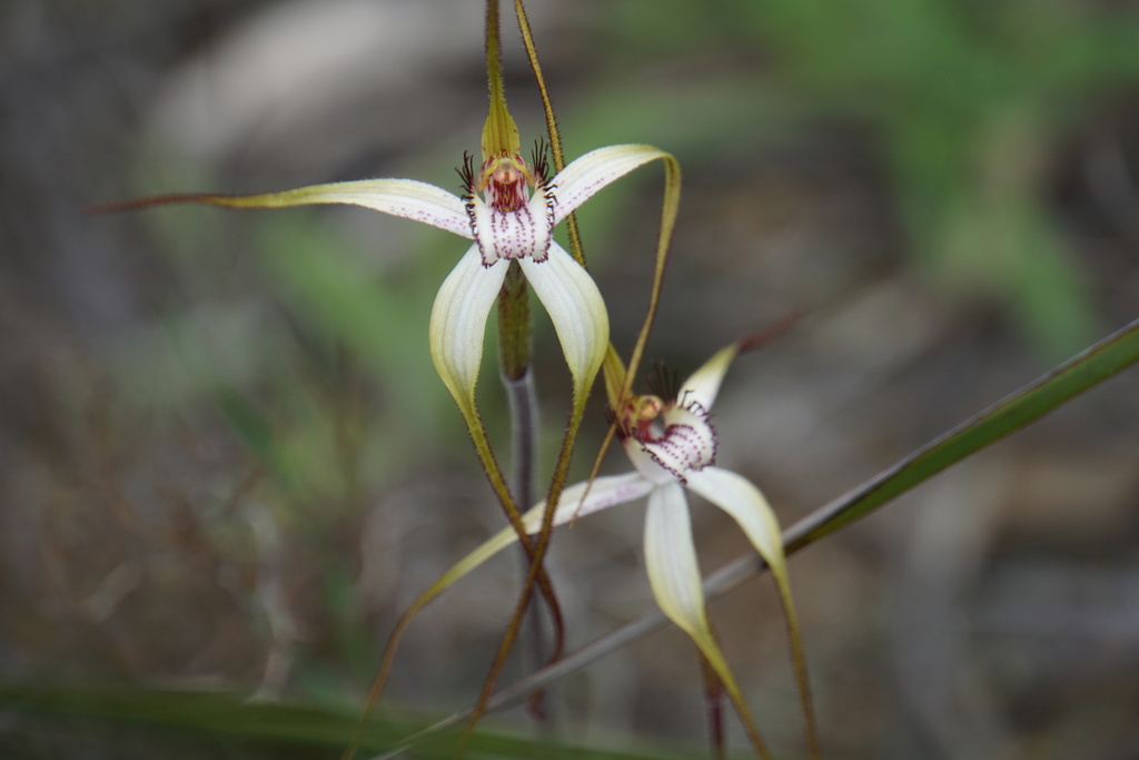 Stark white spider orchid from Wongan Hills WA 6603, Australia on ...