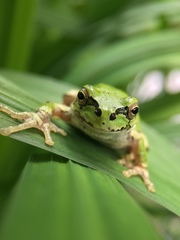 Hyla japonica