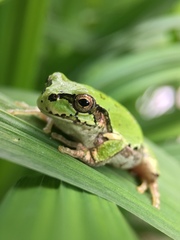 Hyla japonica