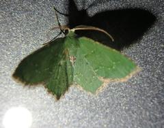 Chloropteryx nordicaria