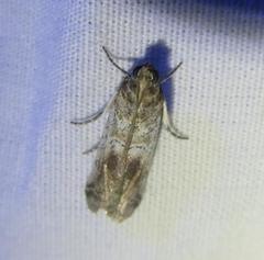 Chararica hystriculella