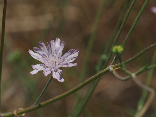Image of Knautia integrifolia by (c) desertnaturalist, some rights reserved (CC BY)