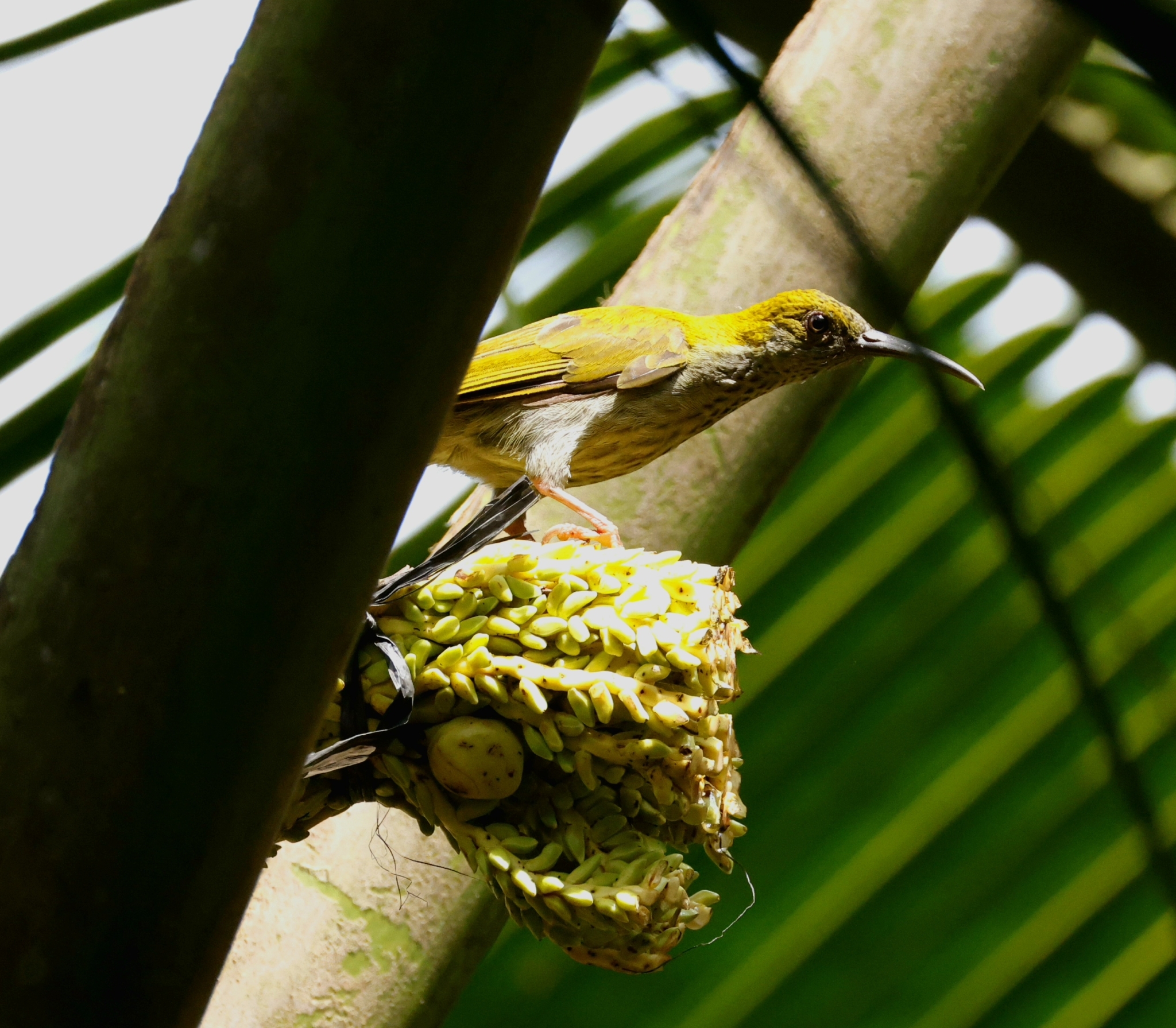 Streaky-breasted Spiderhunter (Arachnothera affinis), photo 2