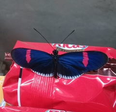 Heliconius erato cyrbia