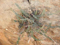 Astrolepis cochisensis