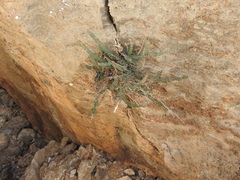 Astrolepis cochisensis