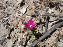 Clarkia tenella