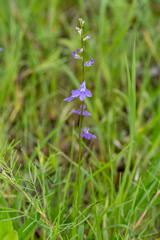 Lobelia gattingeri