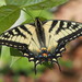 Canadian Tiger Swallowtail - Photo (c) Susan Elliott, some rights reserved (CC BY-NC), uploaded by Susan Elliott