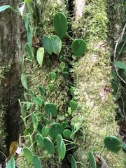 Peperomia peltilimba