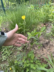 Ranunculus japonicus, photograph Tatyana Petrenko, CC BY, iNaturalist via GBIF