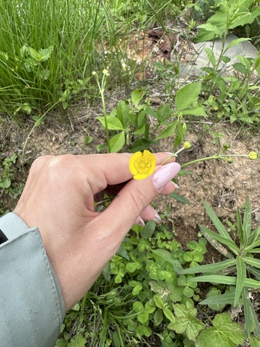 Ranunculus japonicus, photograph 4