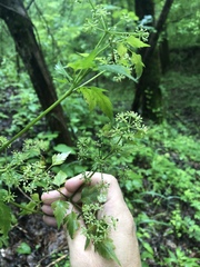 Thaspium chapmanii