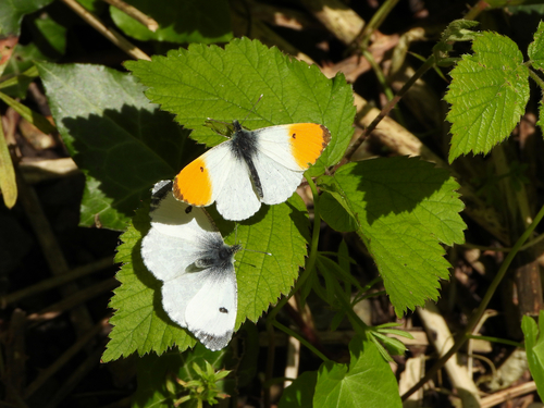 orange-tip, photo 2 of 8