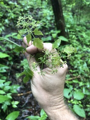 Thaspium chapmanii