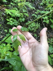 Thaspium chapmanii