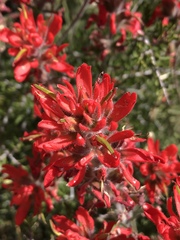 Castilleja chromosa